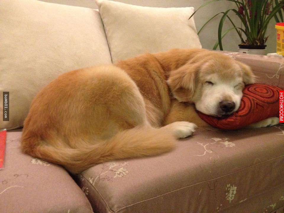 主人發現11歲的黃金愛犬漸漸老去後，決定每一天都要讓毛小孩笑到見牙不見眼… ...