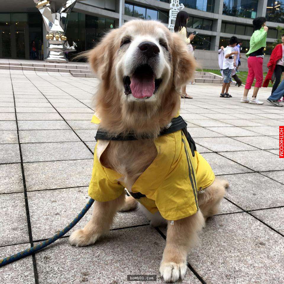 主人發現11歲的黃金愛犬漸漸老去後，決定每一天都要讓毛小孩笑到見牙不見眼… ...