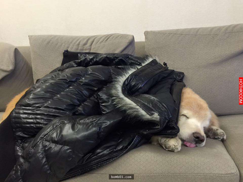 主人發現11歲的黃金愛犬漸漸老去後，決定每一天都要讓毛小孩笑到見牙不見眼… ...