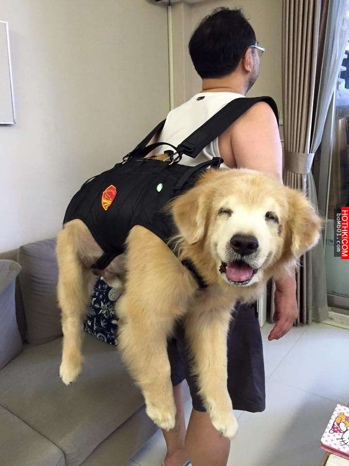 主人發現11歲的黃金愛犬漸漸老去後，決定每一天都要讓毛小孩笑到見牙不見眼… ...
