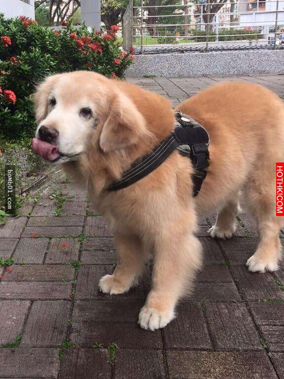 主人發現11歲的黃金愛犬漸漸老去後，決定每一天都要讓毛小孩笑到見牙不見眼… ...