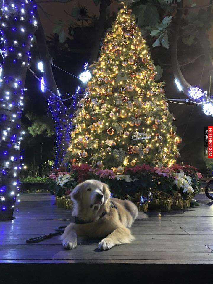 主人發現11歲的黃金愛犬漸漸老去後，決定每一天都要讓毛小孩笑到見牙不見眼… ...