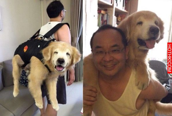 主人發現11歲的黃金愛犬漸漸老去後，決定每一天都要讓毛小孩笑到見牙不見眼… ...