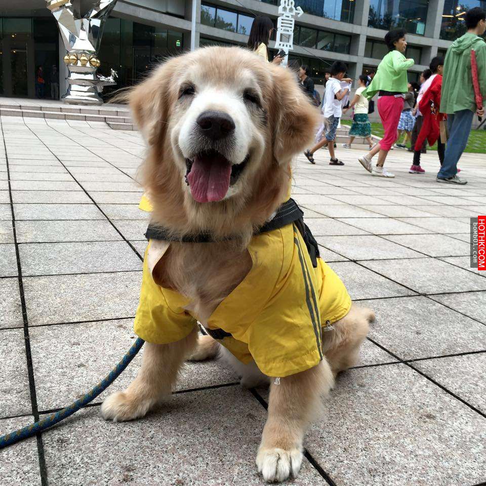 主人發現11歲的黃金愛犬漸漸老去後，決定每一天都要讓毛小孩笑到見牙不見眼… ...