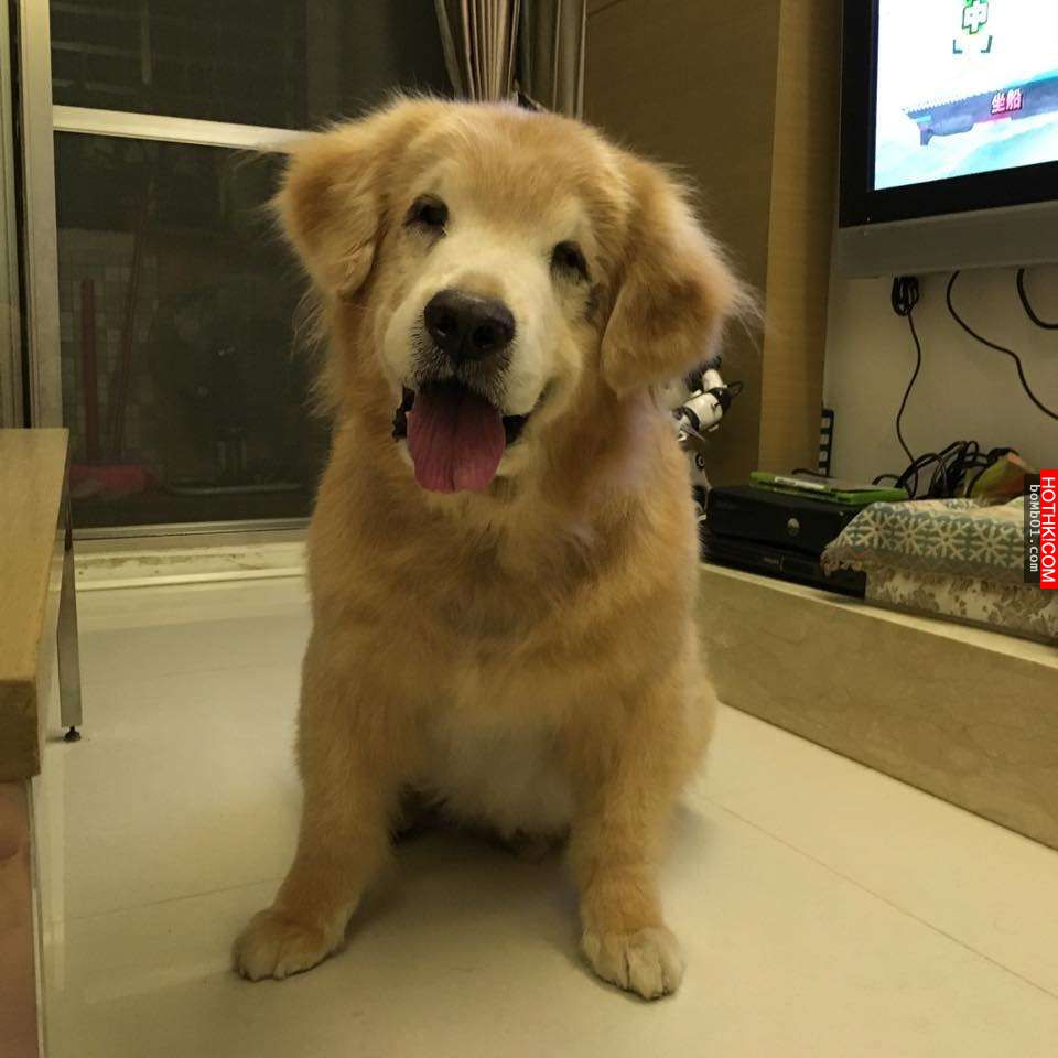 主人發現11歲的黃金愛犬漸漸老去後，決定每一天都要讓毛小孩笑到見牙不見眼… ...
