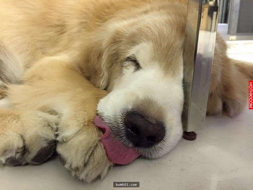 主人發現11歲的黃金愛犬漸漸老去後，決定每一天都要讓毛小孩笑到見牙不見眼… ...