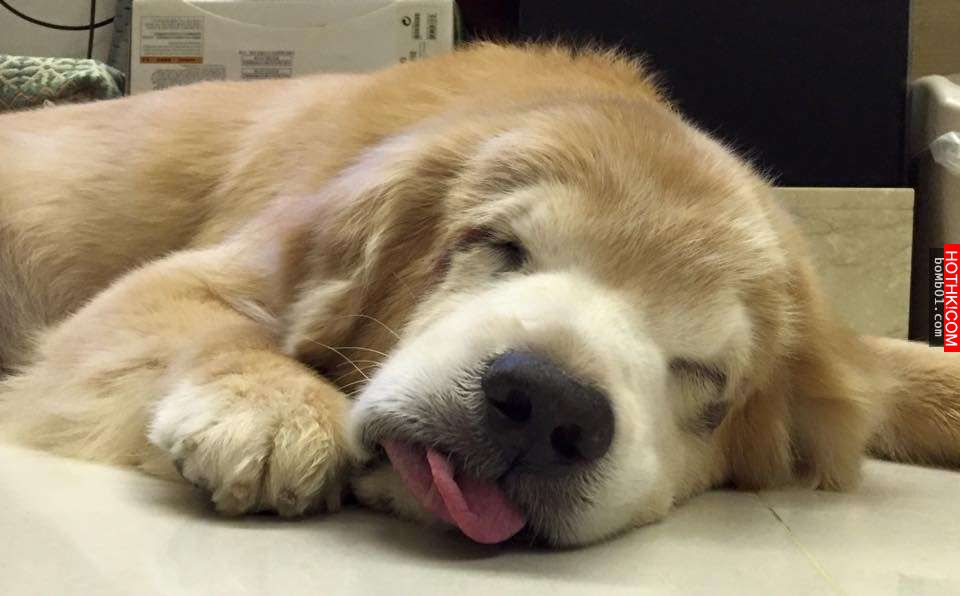 主人發現11歲的黃金愛犬漸漸老去後，決定每一天都要讓毛小孩笑到見牙不見眼… ...