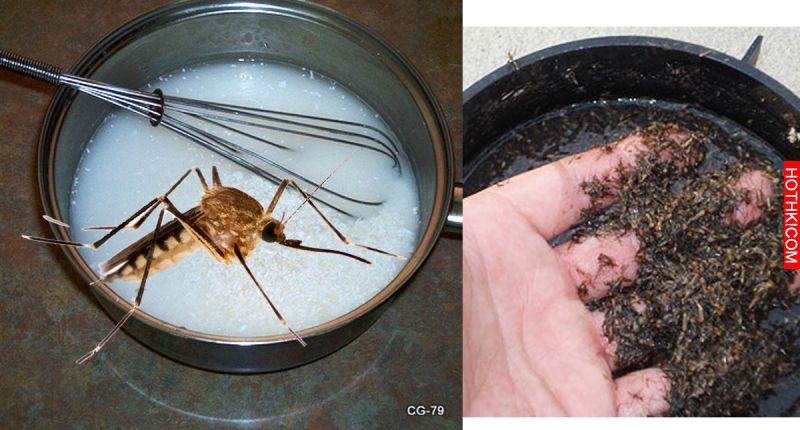 放碗「鹼水盆」蚊子不敢再出現，一周後甚至全滅絕！「它」簡單做且不臭，學會後一輩子 ...