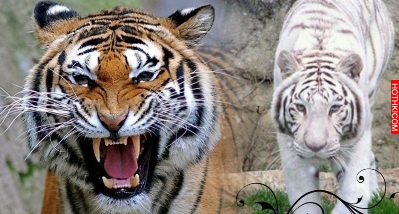 動物園安排「少年虎」和稀有「白虎女」配種，沒想到打開門卻看到慘烈悲劇… ...