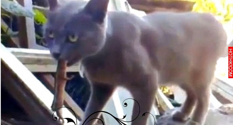 動物園安排「少年虎」和稀有「白虎女」配種，沒想到打開門卻看到慘烈悲劇… ...
