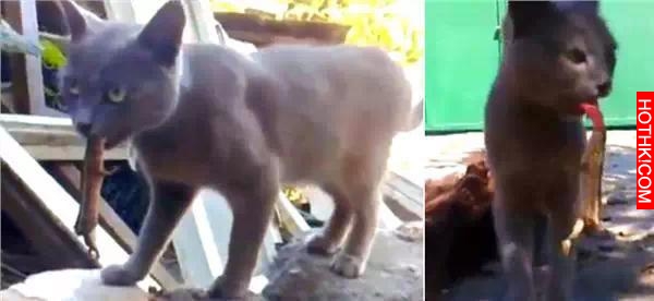 盤點|動物犯傻，干的那些爆笑蠢事
