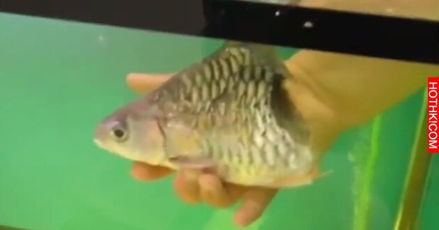 這條只剩上半身的魚仍在水裡游泳...這男人將牠帶回家收養後竟然發生悲劇... ... ...