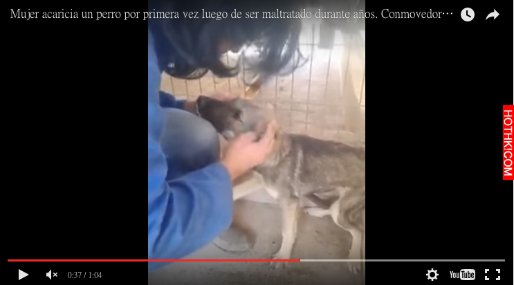 這隻狗狗被虐待到看見人類就會不斷哀嚎，直到確認自己被拯救後…那反應太痛心了！ ...