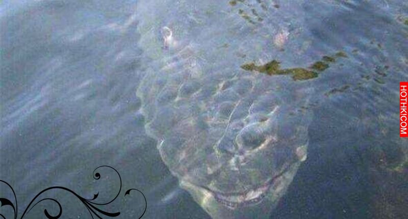 釣魚時水面下居然出現了一個巨大猙獰的笑臉，沒想到他突然就…！！真是太驚悚了！！ ...