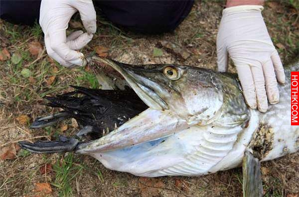 釣魚時水面下居然出現了一個巨大猙獰的笑臉，真面目實在太嚇人！