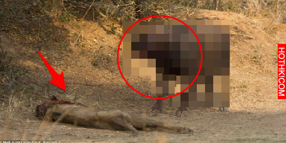 萬獸之王「猛獅」出門覓食竟慘遭虐殺！殺死它的「怪物」真的太強了....根本沒人打得贏 ...
