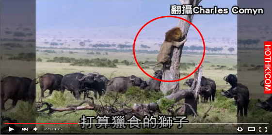 扯爆！萬獸之王「獅子」竟然嚇到抱樹幹！要是掉下去，應該不用「3 秒」就死了.... ...