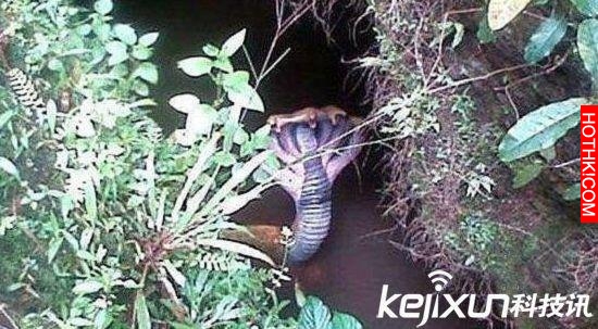 印度惊現恐怖五頭蛇百年難見讓人膽寒
