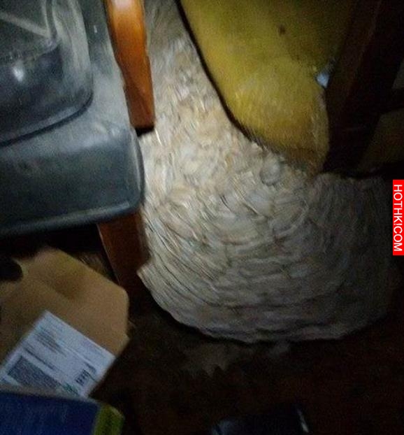男子打開了很久沒開的倉庫，在裡面發現一個讓他又驚又喜的東西！