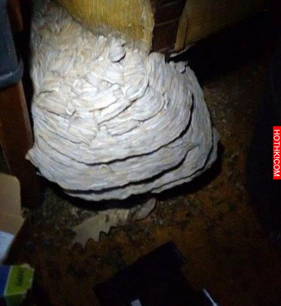 男子打開了很久沒開的倉庫，在裡面發現一個讓他又驚又喜的東西！