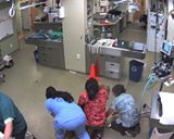 驚！獸醫院裡三個人合力幫「英國獒犬」剪指甲，結果竟然「騎走了」... ...