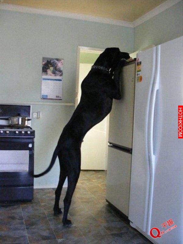 超乎想像的巨大！帶著這樣一隻大型犬出門太拉風了！