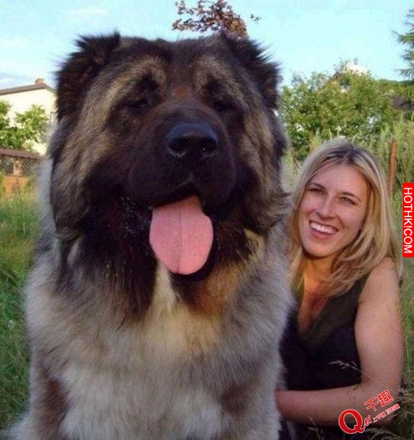 超乎想像的巨大！帶著這樣一隻大型犬出門太拉風了！