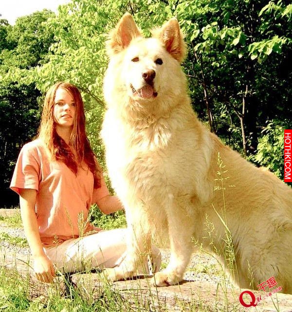 超乎想像的巨大！帶著這樣一隻大型犬出門太拉風了！
