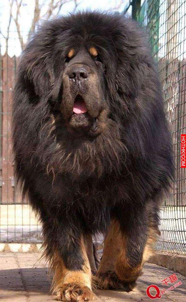 超乎想像的巨大！帶著這樣一隻大型犬出門太拉風了！