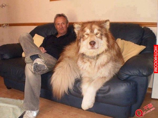 超乎想像的巨大！帶著這樣一隻大型犬出門太拉風了！