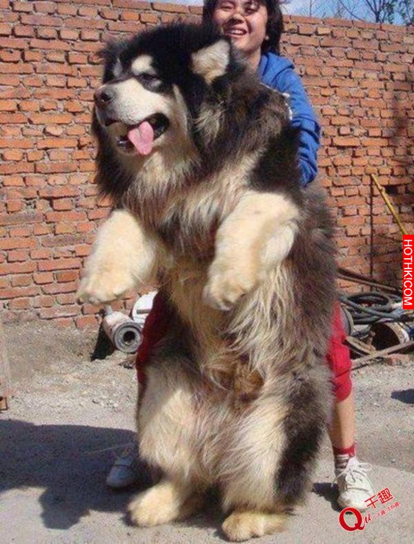 超乎想像的巨大！帶著這樣一隻大型犬出門太拉風了！