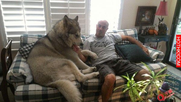 超乎想像的巨大！帶著這樣一隻大型犬出門太拉風了！