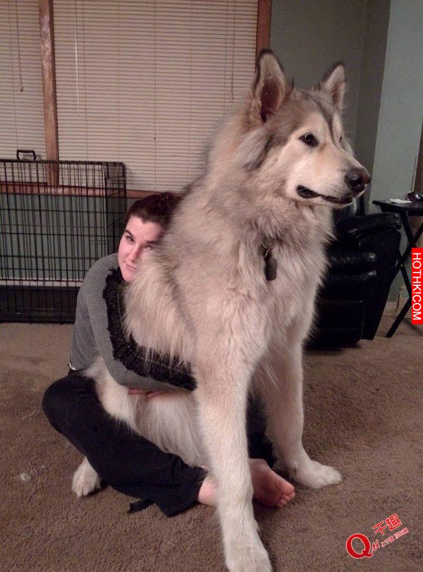 超乎想像的巨大！帶著這樣一隻大型犬出門太拉風了！