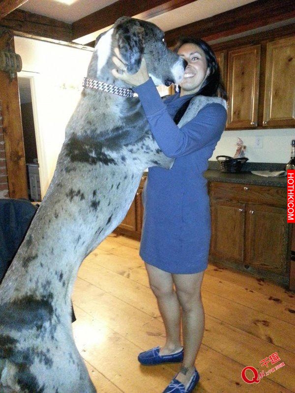 超乎想像的巨大！帶著這樣一隻大型犬出門太拉風了！