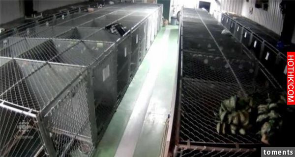 母狗從籠子裡逃出去後他們嚇呆了，結果一轉眼就看到超感人一幕