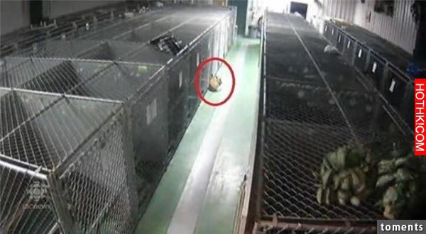 母狗從籠子裡逃出去後他們嚇呆了，結果一轉眼就看到超感人一幕