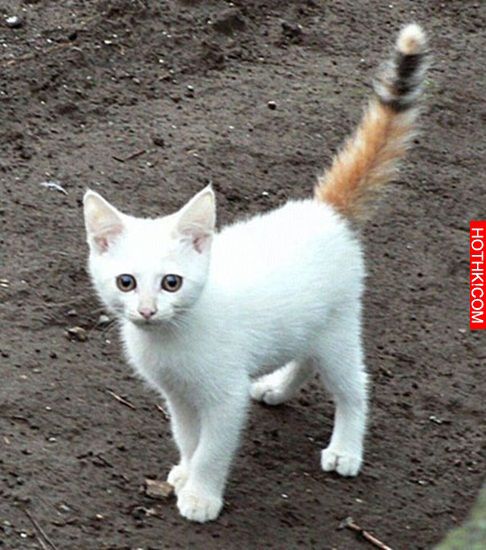 世界上擁有最特別花色的22隻貓咪！你一定要來瞧瞧