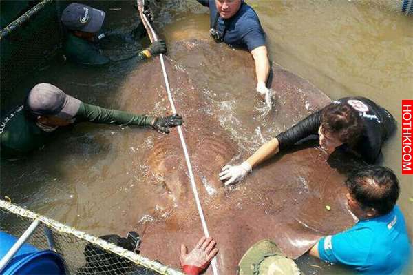 他們為了抓到這隻「史上最大巨獸」在水裡佈下天羅地網！沒想到當他們泡在水裡「數小時 ...