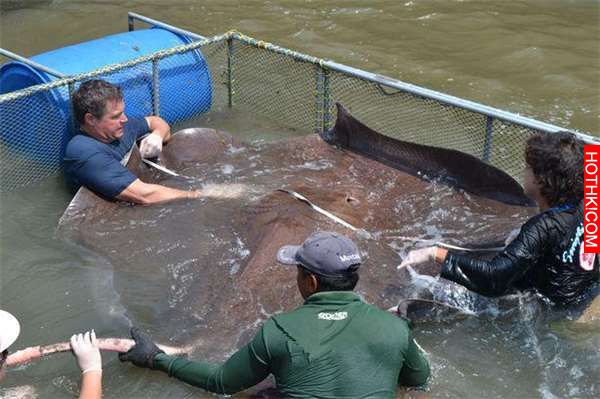 他們為了抓到這隻「史上最大巨獸」在水裡佈下天羅地網！沒想到當他們泡在水裡「數小時 ...
