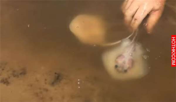 他們為了抓到這隻「史上最大巨獸」在水裡佈下天羅地網！沒想到當他們泡在水裡「數小時 ...