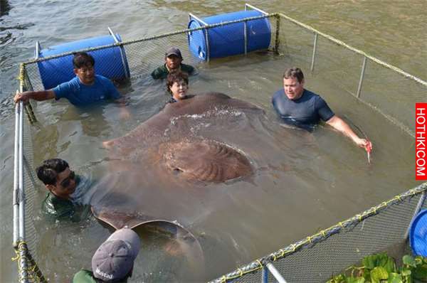 他們為了抓到這隻「史上最大巨獸」在水裡佈下天羅地網！沒想到當他們泡在水裡「數小時 ...