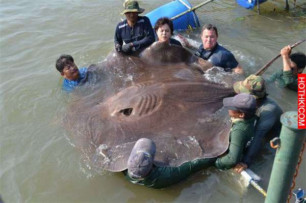 他們為了抓到這隻「史上最大巨獸」在水裡佈下天羅地網！沒想到當他們泡在水裡「數小時 ...