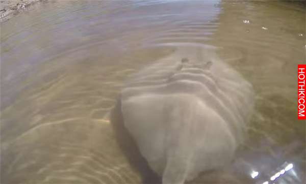 他們為了抓到這隻「史上最大巨獸」在水裡佈下天羅地網！沒想到當他們泡在水裡「數小時 ...