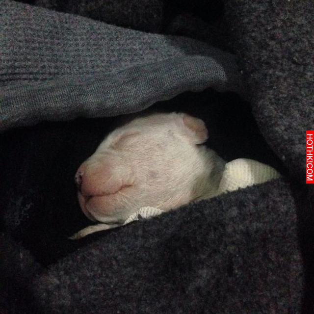 狗媽媽發瘋了要吃剛產下的狗寶寶，沒想到這時候竟然被喵星人給拯救了！看完整個過程， ...