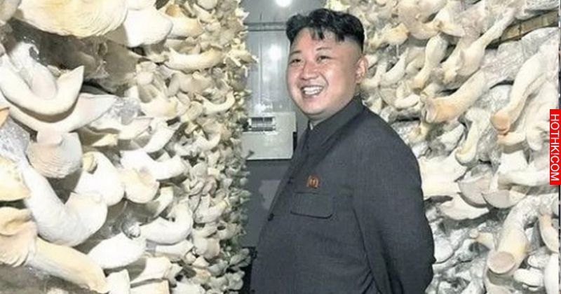 知道朝鮮變態，卻沒想到變態到這種程度！朝鮮人可以養寵物，卻幾乎沒人養，真相嚇得我 ...