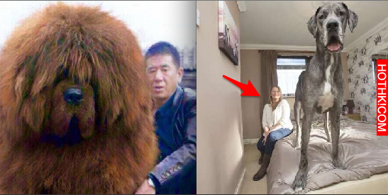 這些人每次「溜狗」都把路人給嚇到驚慌失措！尤其「第 5 隻」連獸醫都不敢靠近...真的 ...