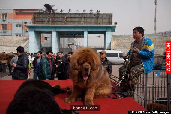 這些人每次「溜狗」都把路人給嚇到驚慌失措!尤其「第 5 隻」連獸醫都不敢靠近...真的 ... 這些人每次「溜狗」都把路人給嚇到驚慌失措!尤其「第 5 隻」連獸醫都不敢靠近...真的 ...