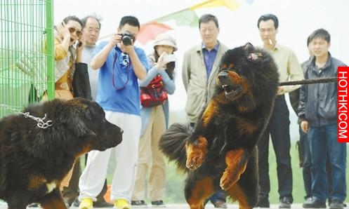 曾被炒到「3千萬」一隻，「 藏獒」現在竟成這模樣！！！