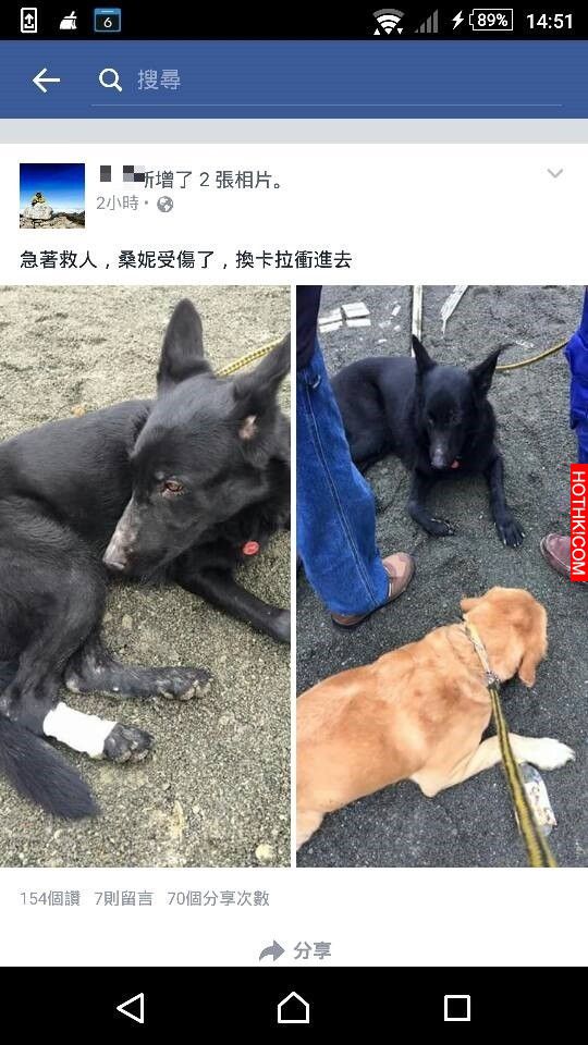 民眾臉書也貼出「Sunny」受傷的照片。（圖擷自臉書）