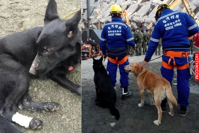 之前因被玻璃劃傷而行走困難的搜救犬「Sunny」，竟然驚傳....縫10多針後仍然... ...